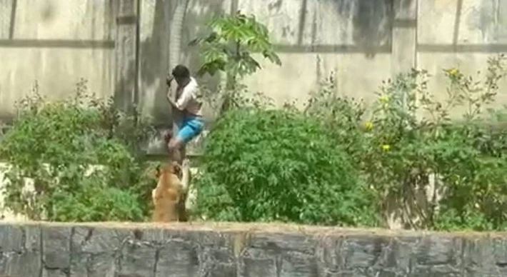 Imagem - Vídeo mostra homem invadir jaula e ser atacado por leoa em zoológico; ele morreu na hora