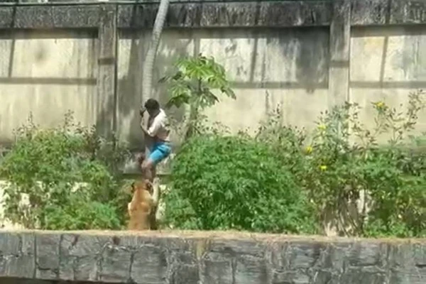 Homem é atacado por leoa após invadir recinto do animal em João Pessoa 