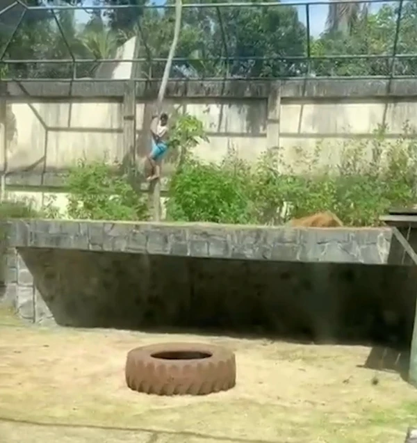 O homem continua descendo, até que animal percebe e se aproxima por Reprodução