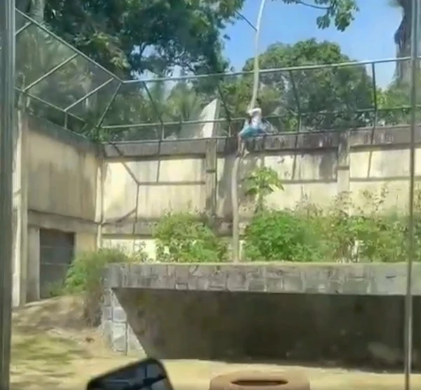 Ele conseguiu acessar a jaula depois de escalar um muro de mais de 6 metros por Reprodução