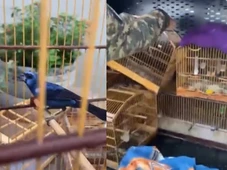 Imagem - Quase 80 aves silvestres são resgatadas em feira de animais