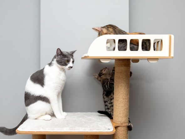 Imagem - Como enriquecer o ambiente do seu gato: 6 ideias que ele vai adorar