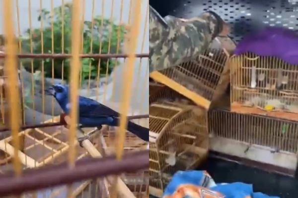 79 aves foram resgatadas