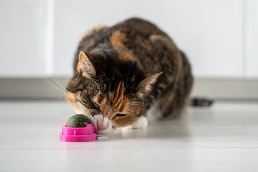 O catnip ajuda a reduzir o estresse e a monotonia para o gato (Imagem: DimaBerlin | Shutterstock)