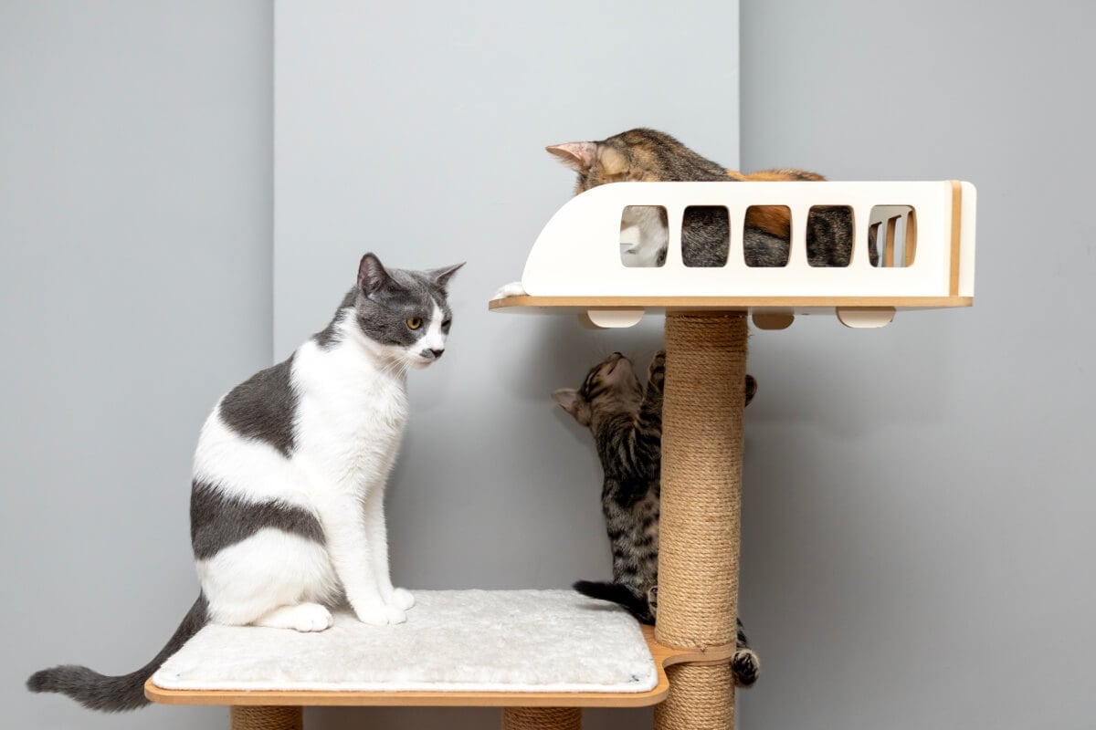 O enriquecimento ambiental é benéfico para a saúde física e mental dos gatos (Imagem: ArtPhoto21 | Shutterstock)