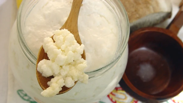 Grãos de kefir na verdade são colônias de bactérias benéficas