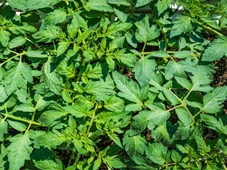 Imagem - O herbicida caseiro contra erva daninha que foi testado e aprovado na universidade; aprenda a fazer