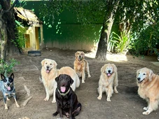 Imagem - Procura por hotéis para pets cresce até 100% no fim do ano