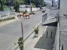 Imagem - Motociclista é atropelado por cavalos em Feira de Santana; veja vídeo