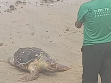 Imagem - Tartaruga marinha é encontrada morta no Porto da Barra
