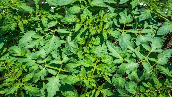 Aprenda a se livrar de ervas indesejadas 