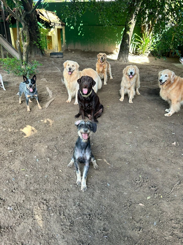 Club do Focinho: No espaço, em Piatã, a demanda de hospedagem chega a crescer 100% na segunda quinzena de dezembro 