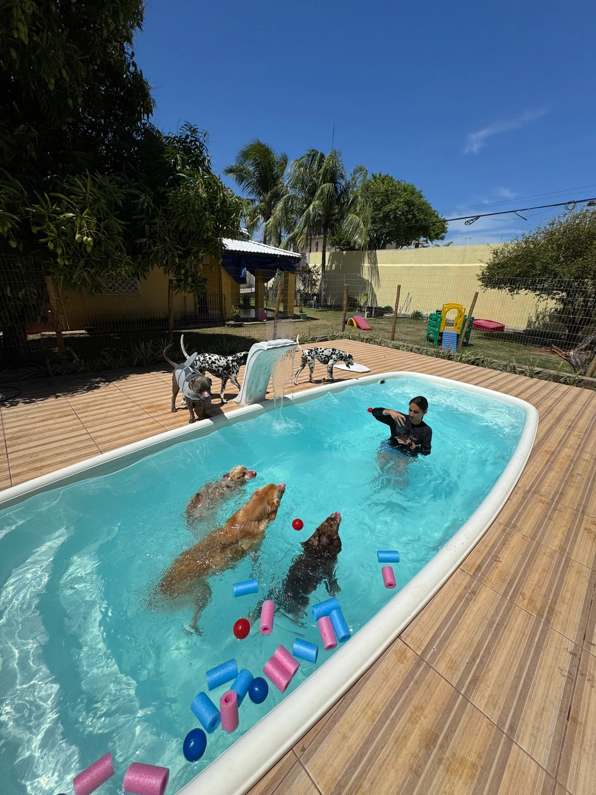 Hospedagem Afetiva: Comandado pela sócia Fernanda Oliveira, o hotel conta com natação, ceia para os pets e festinha de ano novo 