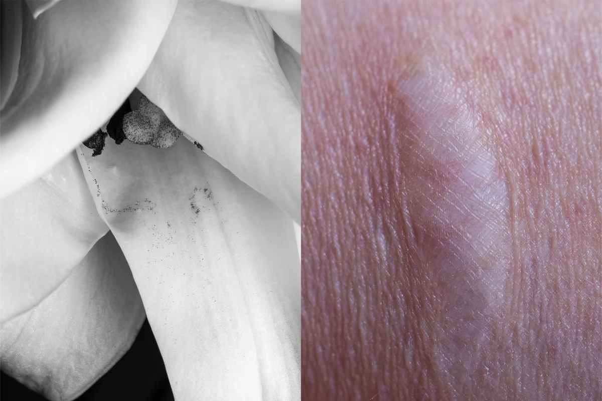 Obra de Ulla_von_Czékus por divulgação