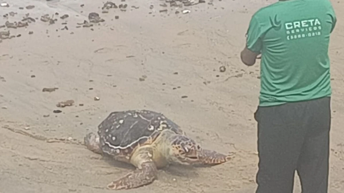 Tartarura é encontrada morta em praia de Salvador