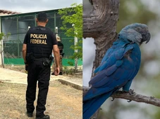 Imagem - Operação da PF mira suspeitos de propagar doença em animal silvestre em extinção na Bahia