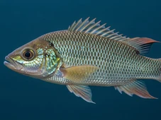 Imagem - Estes peixes têm os níveis mais altos de mercúrio e podem fazer mal à saúde