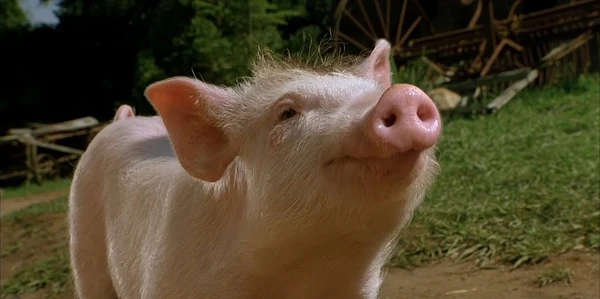 Babe - O Porquinho Atrapalhado (1995) - Prime Video, Youtube, Google Play, Apple TV por Reprodução