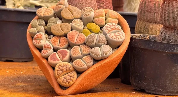 Pedras vivas por Reprodução