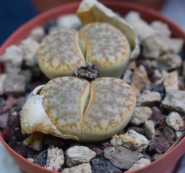 Pedras vivas por Reprodução