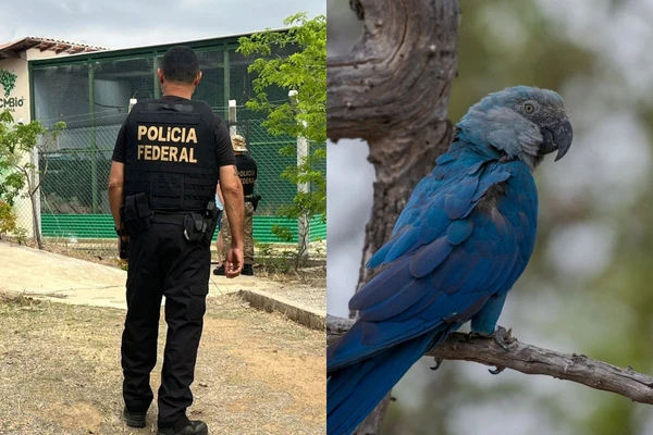 PF mira suspeitos de propagar vírus que contaminou ararinhas-azuis