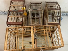 Imagem - Aves silvestres são resgatadas em gaiolas com suspeita de tráfico na Bahia