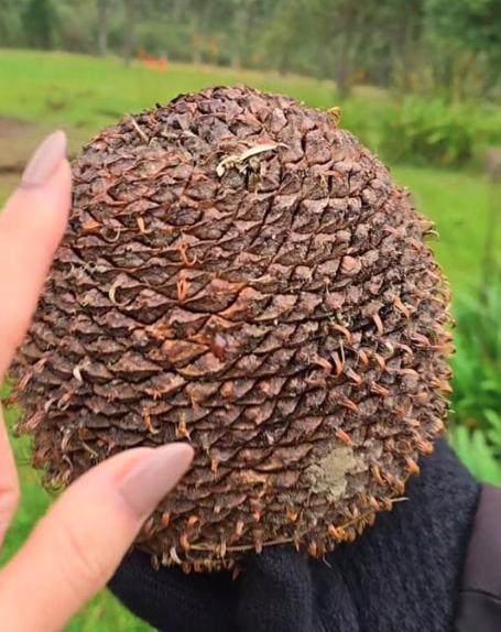 Apresentadora mostrou detalhes da vida em contato com a natureza em Santa Catarina por Reprodução | Redes Sociais