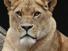 Imagem - Saúde mental: Vaqueirinho da Mangabeira nos deixa um forte alerta