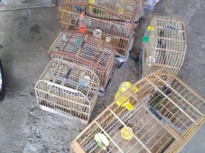 Imagem - Idoso de 77 anos é autuado em flagrante por manter cativeiro ilegal de aves silvestres