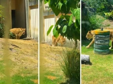 Imagem - Leoa que matou jovem em zoológico volta ao recinto após período de isolamento; veja