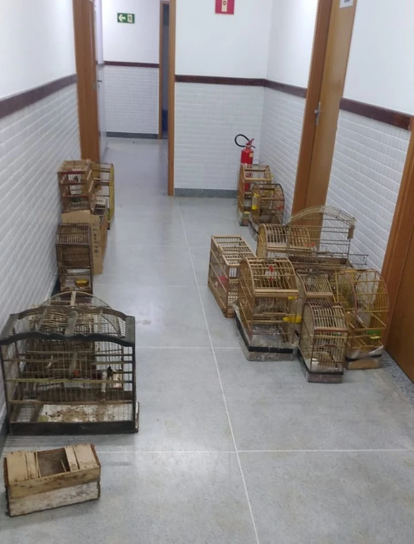 Aves silvestres foram encontradas em cativeiro ilegal na zona rural de Planalto por Divulgação/PC-BA