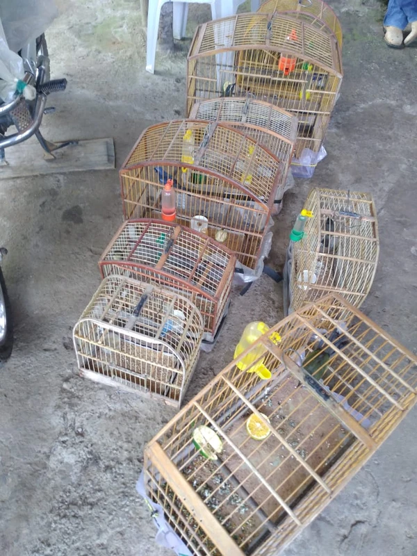 Aves silvestres foram encontradas em cativeiro ilegal na zona rural de Planalto