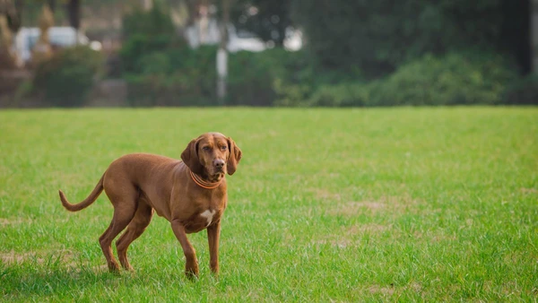 No estudo, mil cães pertencentes a 13 raças distintas foram analisados