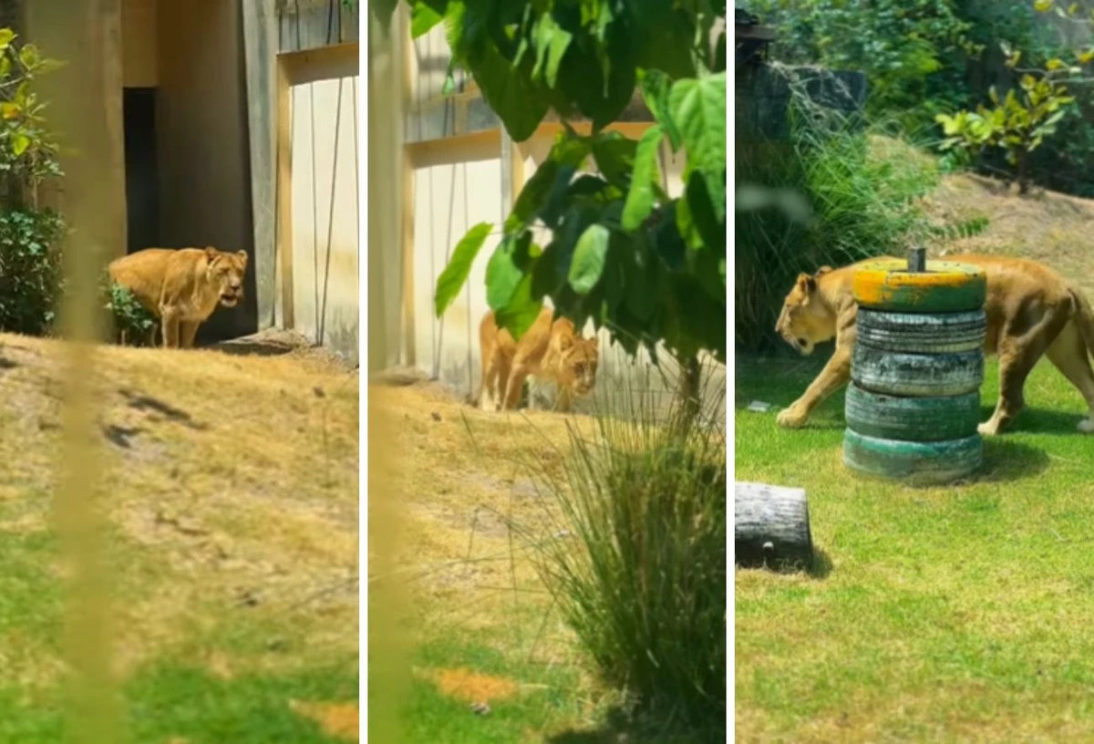 Vídeo mostra a leoa voltando ao seu recinto