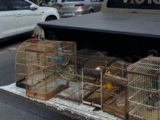 Imagem - Dois homens são detidos e 55 aves silvestres são resgatadas na Região Metropolitana de Salvador