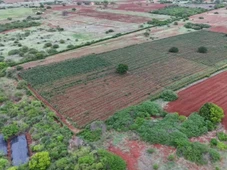 Imagem - Plantação de maconha de cerca de 30 mil metros quadrados é encontrada pela polícia na Bahia
