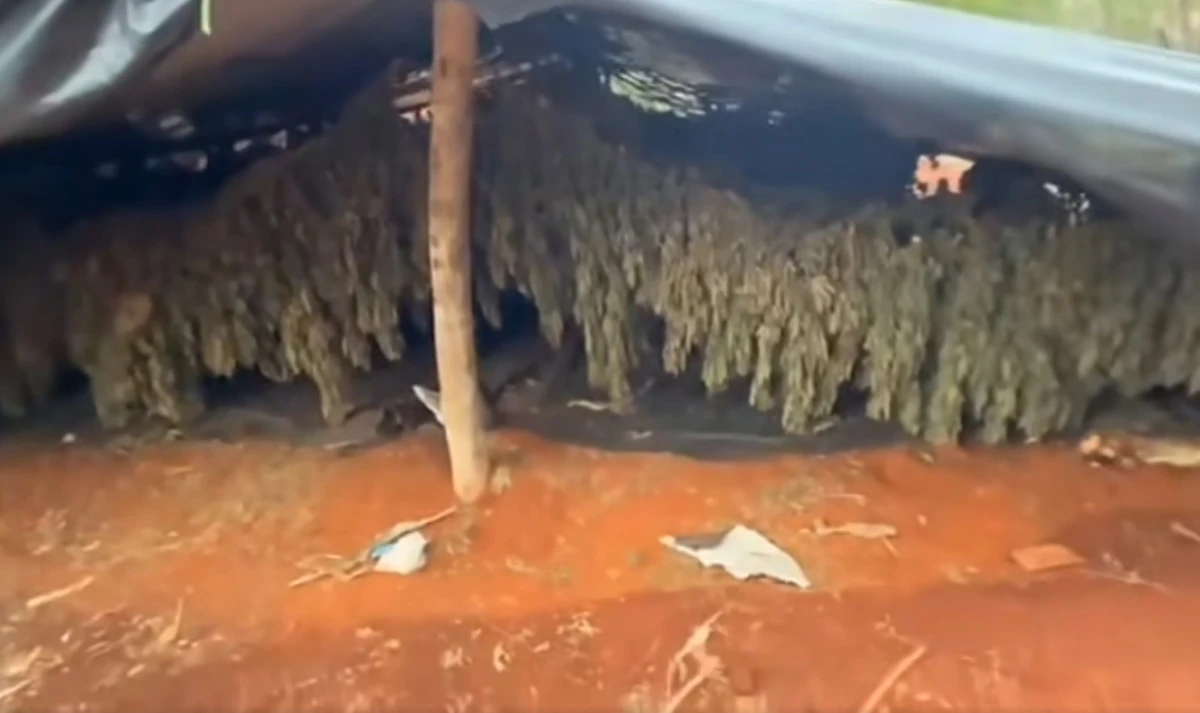 Cerca de três hectares de plantação de maconha foram encontrados no Norte da Bahia por Polícia Militar da Bahia/Divulgação