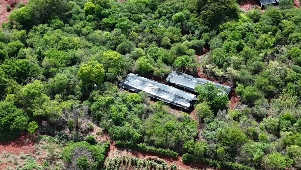 Cerca de três hectares de plantação de maconha foram encontrados no Norte da Bahia por Polícia Militar da Bahia/Divulgação