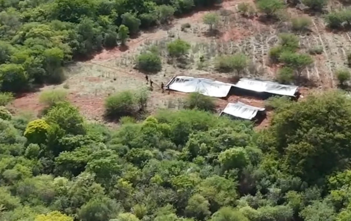 Cerca de três hectares de plantação de maconha foram encontrados no Norte da Bahia por Polícia Militar da Bahia/Divulgação