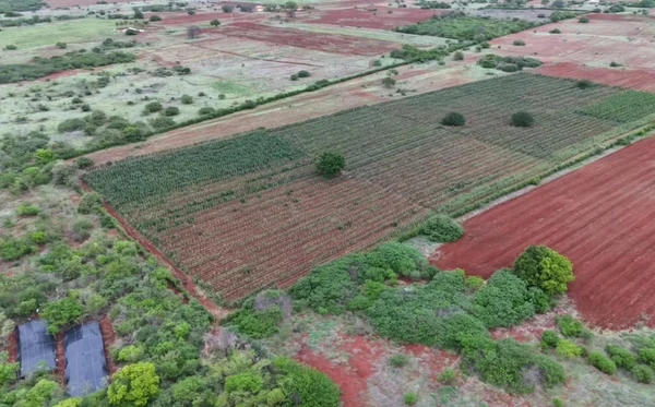 Cerca de três hectares de plantação de maconha foram encontrados no Norte da Bahia