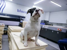 Imagem - Conheça Blue, o cachorro que virou ‘funcionário’ e conquistou uma empresa em Salvador