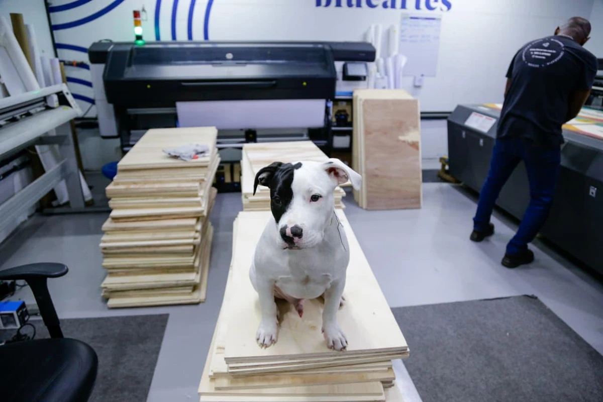 Conheça Blue, o cachorro que virou ‘funcionário’ e conquistou uma empresa em Salvador por Arisson Marinho/CORREIO
