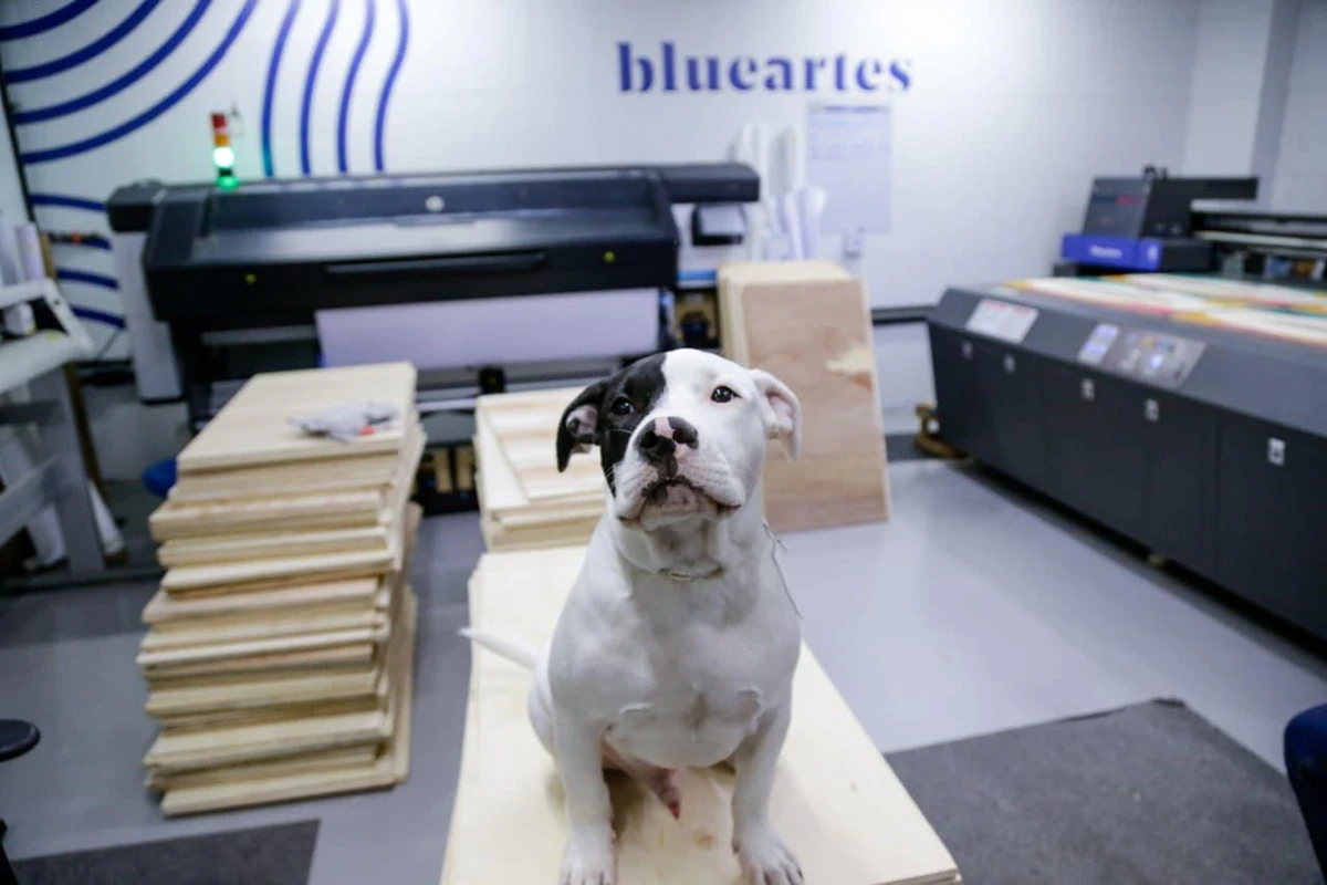 Conheça Blue, o cachorro que virou ‘funcionário’ e conquistou uma empresa em Salvador por Arisson Marinho/CORREIO
