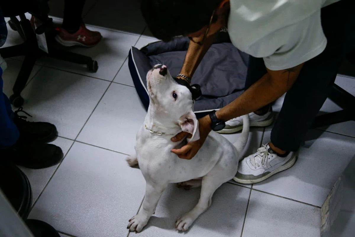 Conheça Blue, o cachorro que virou ‘funcionário’ e conquistou uma empresa em Salvador por Arisson Marinho/CORREIO