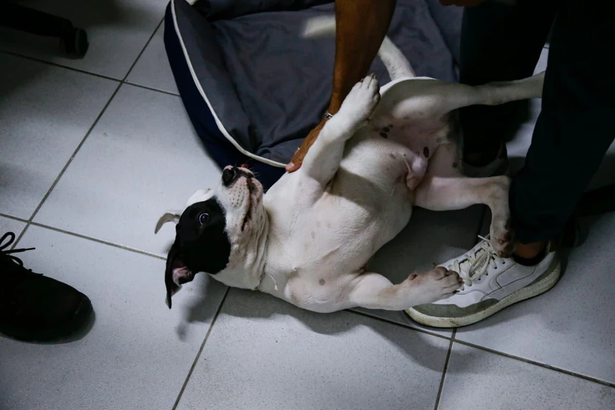 Conheça Blue, o cachorro que virou ‘funcionário’ e conquistou uma empresa em Salvador por Arisson Marinho/CORREIO