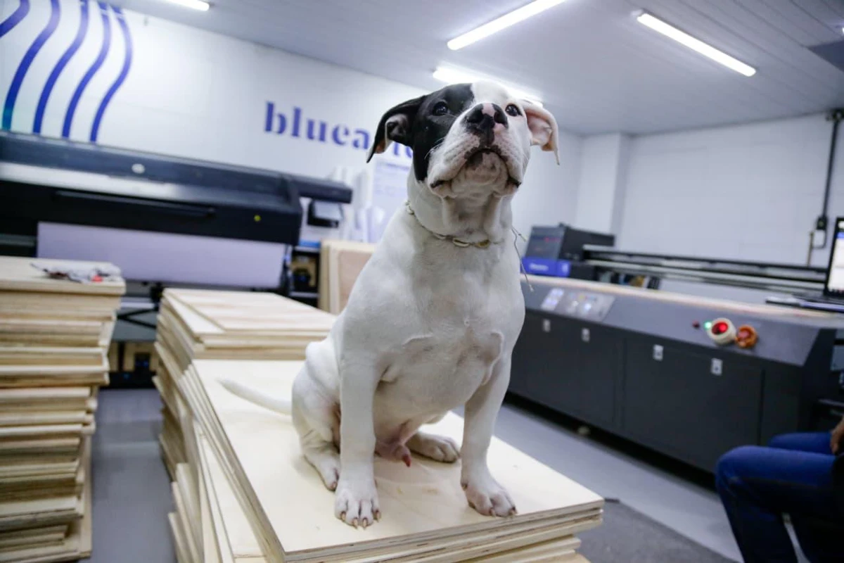 Conheça Blue, o cachorro que virou ‘funcionário’ e conquistou uma empresa em Salvador