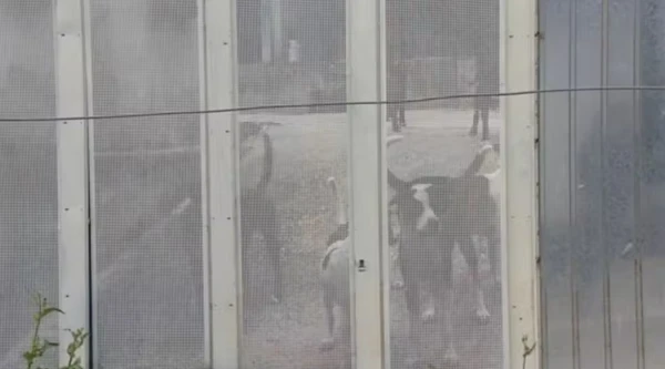 O local tem dez cachorros por Reprodução