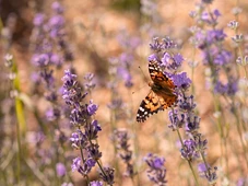 Imagem - Como cuidar da lavanda e manter flores lindas que atraem borboletas