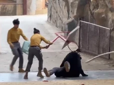 Imagem - Urso ataca tratador durante apresentação em zoológico; veja