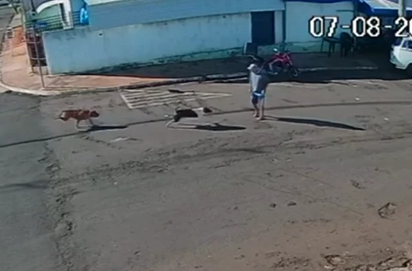 Idoso é 'atropelado' por cachorro ao atravessar a rua por Reprodução